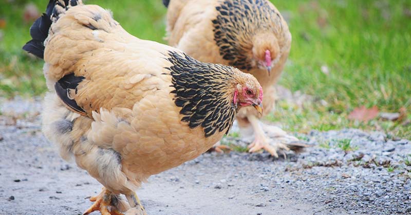 how to use marigolds for chicken health